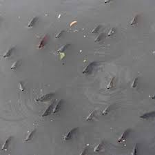 Dấu hiệu nhận biết khi cá thiếu Oxy , nguyên nhân & cách khắc phục